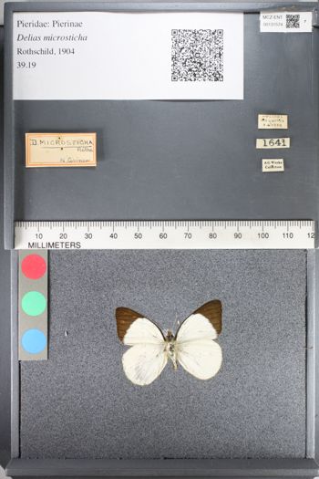 Media type: image;   Entomology 131574